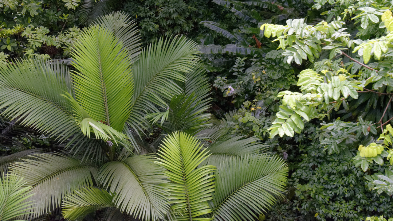20190201-102134•Rain Forst Aerial Tram•Bisee•Castries•St Lucia